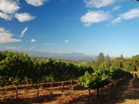 Grape plantation in Napa, California